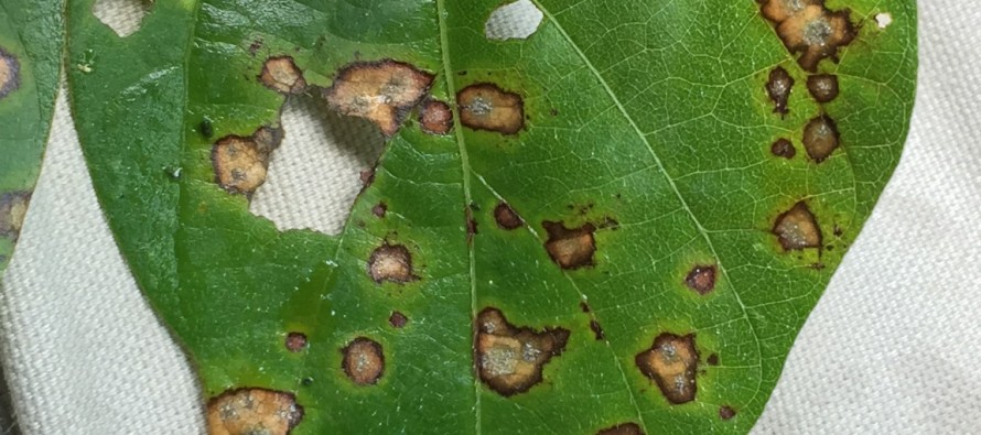 Late-season Soybean Disease Clinic: Baldwyn, MS, September 15, 2015