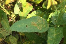 UPDATED First Soybean Rust of 2016 Detected in Four Southwest MS Counties