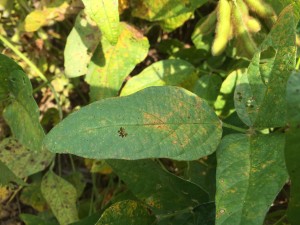 Soybean rust symptoms as observed on the upper leaf surface. Keep in mind the best diagnostic feature is on the underside of the leaf.