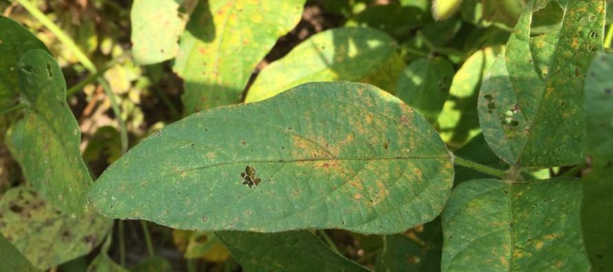 UPDATED First Soybean Rust of 2016 Detected in Four Southwest MS Counties