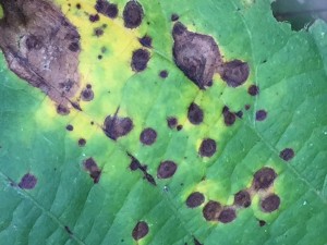 Common concentric lesions associated with target spot (left of image) as well as the smaller lesion type without the concentric appearance.