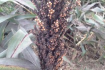 Importance of Managing Sugarcane Aphids in Grain Sorghum at Harvest