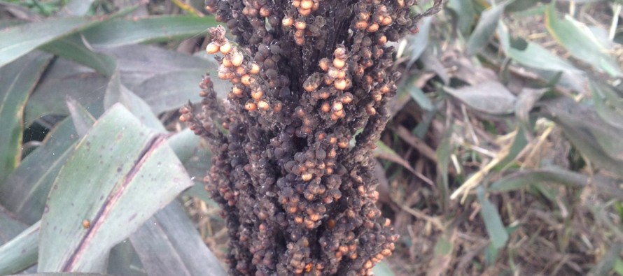 Importance of Managing Sugarcane Aphids in Grain Sorghum at Harvest