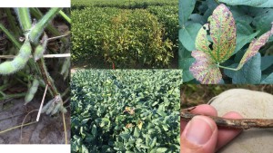Clockwise from left, lesion associated with stem canker in an inoculated plant, a susceptible soybean variety exhibiting severe stem canker, interveinal chlorosis associated with stem canker, sporulation of the fungus on a stem-associated canker, "flagging" of infected soybean plants in a field exhibiting stem canker.