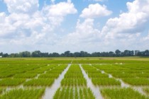 2017 Mississippi Rice Variety Trial Data – Preliminary Results