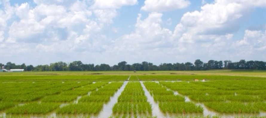2015 Rice On-Farm Variety Trial Preliminary Data