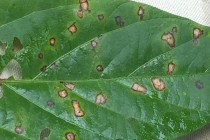 First Look: 2015 North MS Research and Extension Center Soybean Disease Ratings (EDITED)