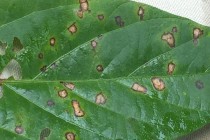 2015 Frogeye Leaf Spot Fungicide Evaluations