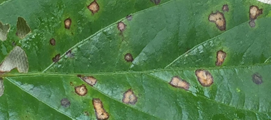 2015 Frogeye Leaf Spot Fungicide Evaluations