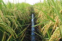 2015 Delta Area Rice Growers Meeting: November 5, 2015