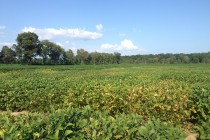 2016 Soybean OVT Foliar Disease Ratings: Maturity Group IV