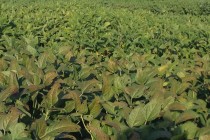 2015 North MS Maturity Group III Variety Trial Report