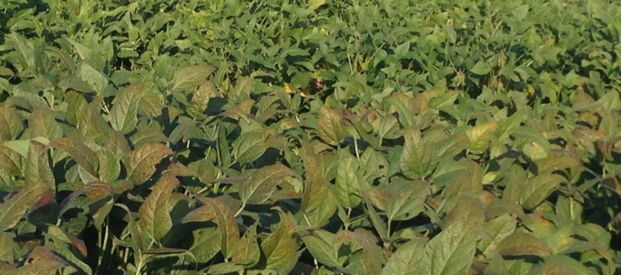 2015 North MS Maturity Group III Variety Trial Report