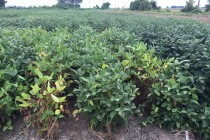 2015 Soybean OVT Foliar Disease Ratings: Maturity Group IV