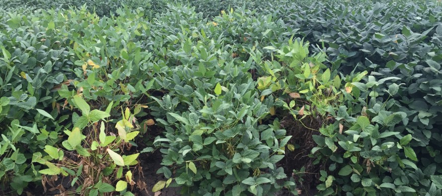 2015 Soybean OVT Foliar Disease Ratings: Maturity Group IV