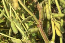 2015 Soybean OVT Stem Canker Ratings