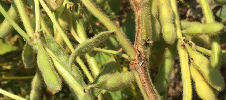 2015 Soybean OVT Stem Canker Ratings