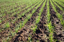 Nitrogen Fertilizer for Wheat (Podcast)