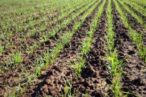 Vital Topics to Consider for 2015 Wheat Planting