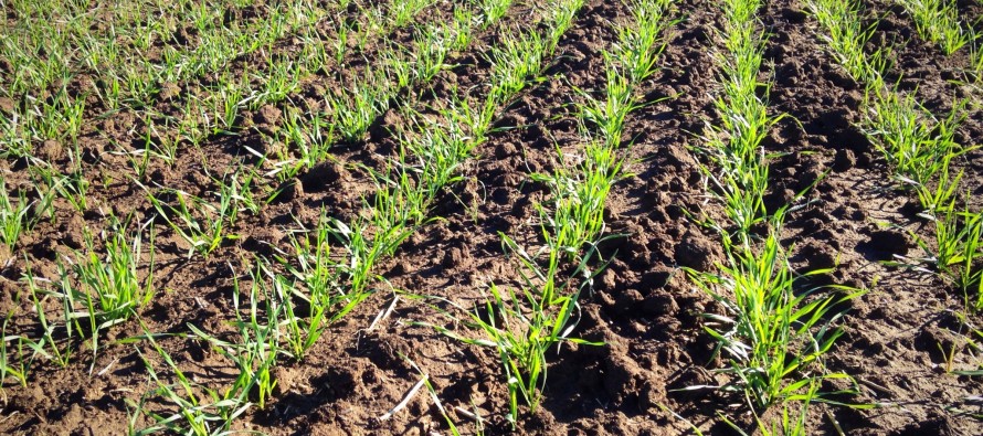 Vital Topics to Consider for 2015 Wheat Planting