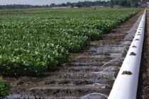 Soybean Irrigation: Flood vs Furrow Results