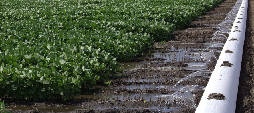 Soybean Irrigation: Flood vs Furrow Results