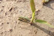 Preplant Intervals for Clethodim Application in Mississippi