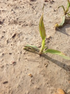 Corn seedling injured from clethodim applied too close to planting.