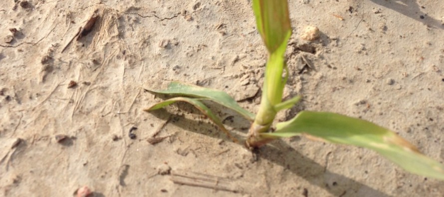 Preplant Intervals for Clethodim Application in Mississippi