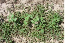 Managing PPO-resistant Palmer Amaranth in Mississippi Cotton