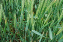 Wheat Disease Calendar