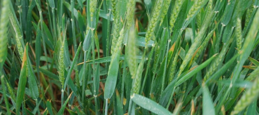 Wheat Disease Calendar