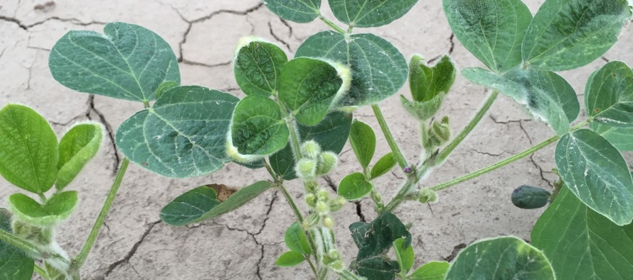 Preplant Intervals for Auxin Herbicides in Mississippi