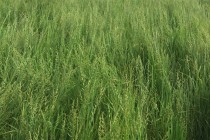 Weed Spectrums in Mississippi Rice