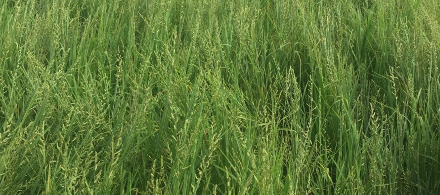 Weed Spectrums in Mississippi Rice