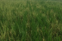 Barnyardgrass Management in the Mississippi Delta