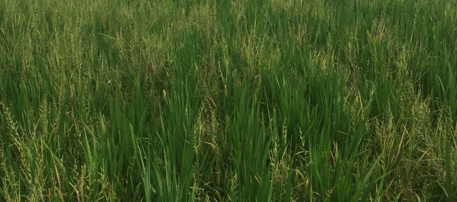 Barnyardgrass Management in the Mississippi Delta