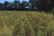 Managing PPO-resistant Palmer Amaranth in Mississippi Soybean