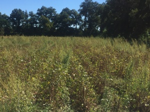 Palmer amaranth will produce tremendous numbers of seed growing in soybean.
