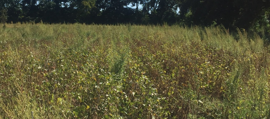 Managing PPO-resistant Palmer Amaranth in Mississippi Soybean