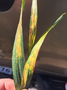 Bacterial leaf streak is generally observed following freezing temperatures as well as rainy conditions (Photo courtesy of T. Price, LSU AgCenter).