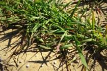 Nitrogen Fertilizer Recommendations for Winter Wheat