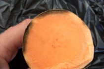 Black Rot in Sweetpotato- A Fact Sheet