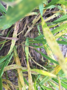 Stripe rust in tillering wheat is generally observed lower in the plant canopy. In addition, the more characteristic "striping" pattern may not yet be visible.