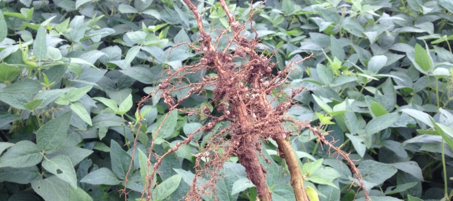 Flooded soybean fields – Do I need an inoculant?