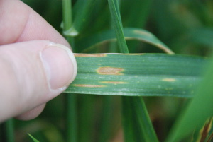 Septoria leaf blotch of wheat.  Note the brown/tan lesion surrounded by a yellow halo.  The small black pepper grains in the leaf tissue are fungal reproductive structures.