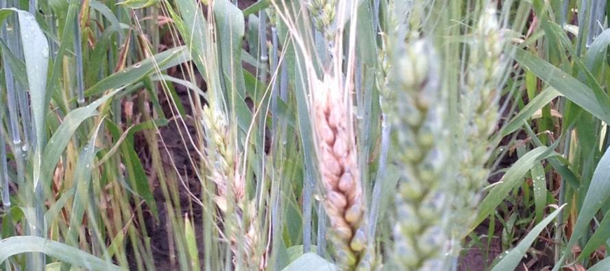 Wheat Disease Update: April 16, 2016