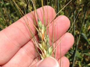 Fusarium head blight, or scab, can produce pink colorations as a result of the fungus on the wheat head.  Disease incidence and severity are closely related to rainfall that occurs at flowering (Feekes 10.5.1).