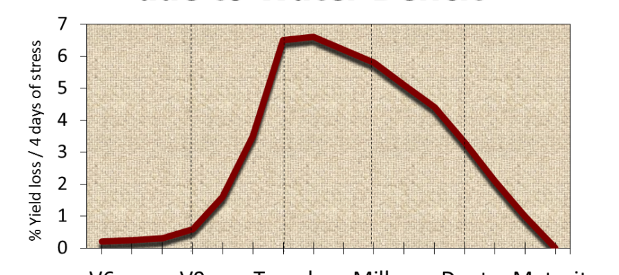 When Should we Start Irrigating our Corn?