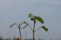 Impact of Environmental Conditions on Thrips Management in Cotton and Peanut